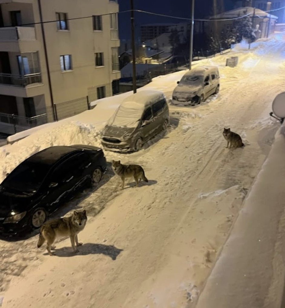 GerardL50's tweet photo. Bon ben moi, faut que j'aille promener Vicky.
Euh... NON 😨
#loups
#Ukraine #Russia #guerrerussie #biodiversite #chiens #neige #2026year https://t.co/RkWtYZugYa