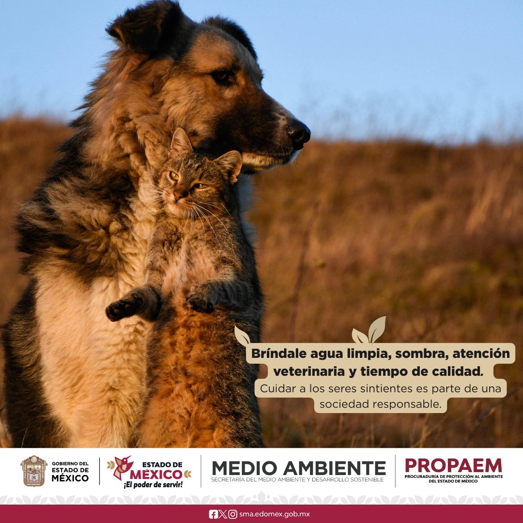 propaem_sma's tweet image. 💕 El amor y la amistad no conocen especies. 🐶🫂
#Lomitos y #Michis son seres sintientes, cuidarlos es un acto de responsabilidad social. 😻🫱🏽‍🫲🏻
¡Sé parte del cambio!
#BienestarAnimal #MedioAmbiente
#PROPAEM