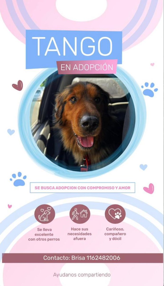 HartaSonia47478's tweet photo. INCREÍBLE! Hoy lo devolvieron porque "en el edificio no permiten perros"
Va nueva foto a ver si consigue una familia para siempre https://t.co/3ej9cdO54P