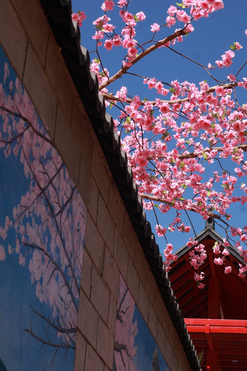 Yuroshii Momo tweet media