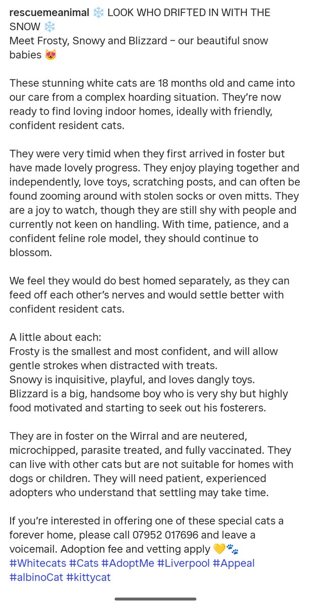 We have some beautiful albino cats from a hoarding situation who all need special indoor homes 🥰 <a href="/catchatcharity/">Cat Chat</a> 
#Liverpool #AdoptMe #FridayFeeling #CatLovers