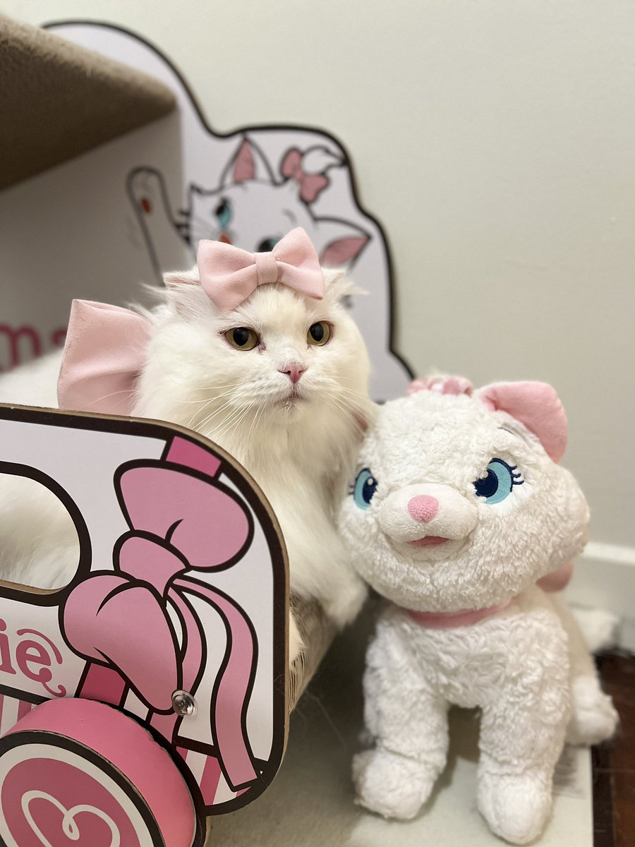 awwwfluffy's tweet photo. สวัสดีปีใหม่แต่แมวเก่า https://t.co/X1DAoeI4pg
