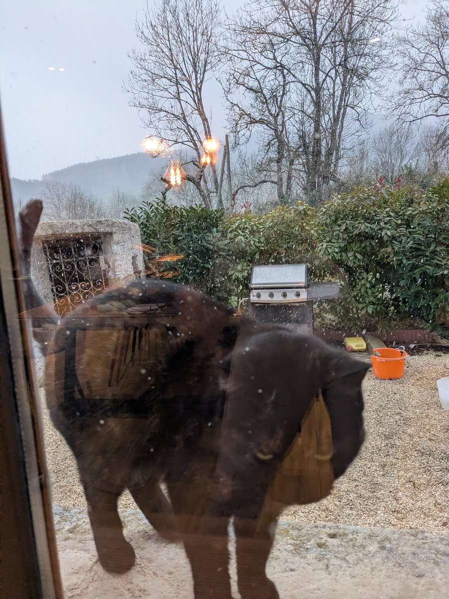 C'est simple, il commence à neiger et donc le chat demande à rentrer