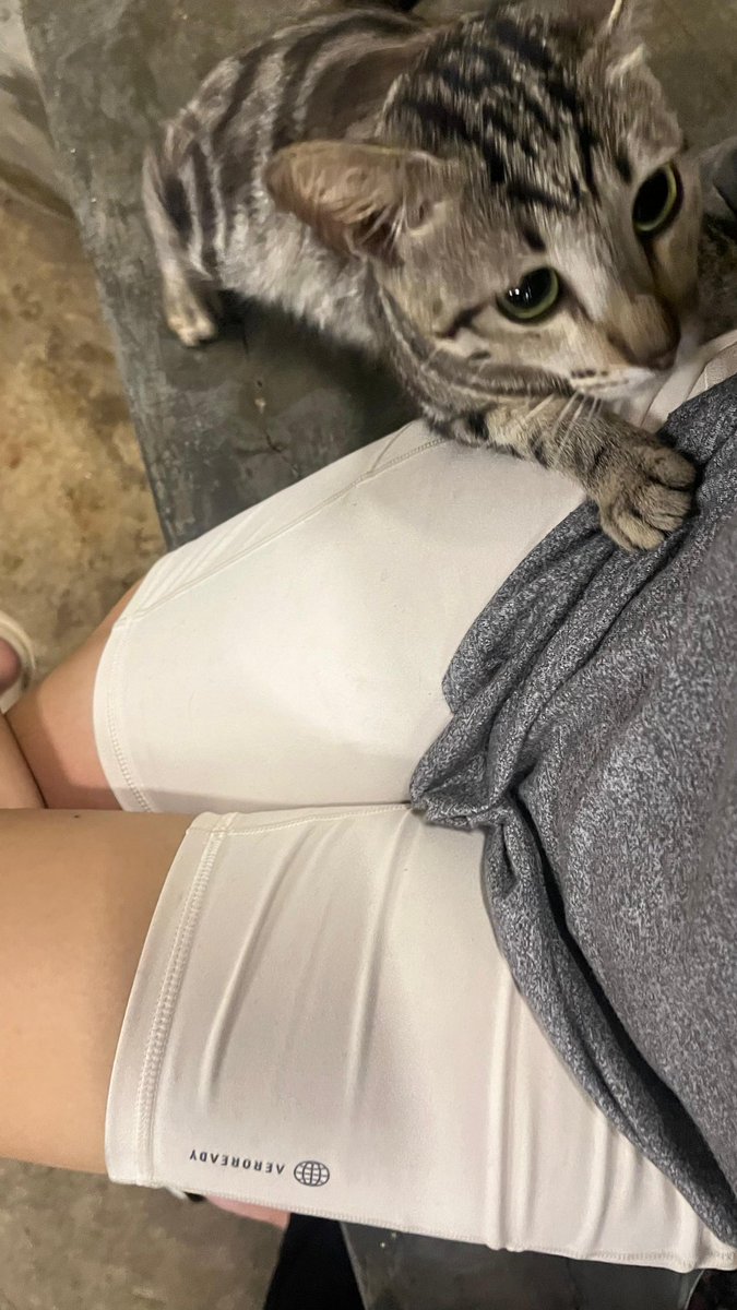 icytrbl's tweet image. i think cats really are sensitive to negative energy. dari kemarin dideketin kucing dimana mana, terima kasih sudah menyerap kesedihanku iaa meng mengs 🤍