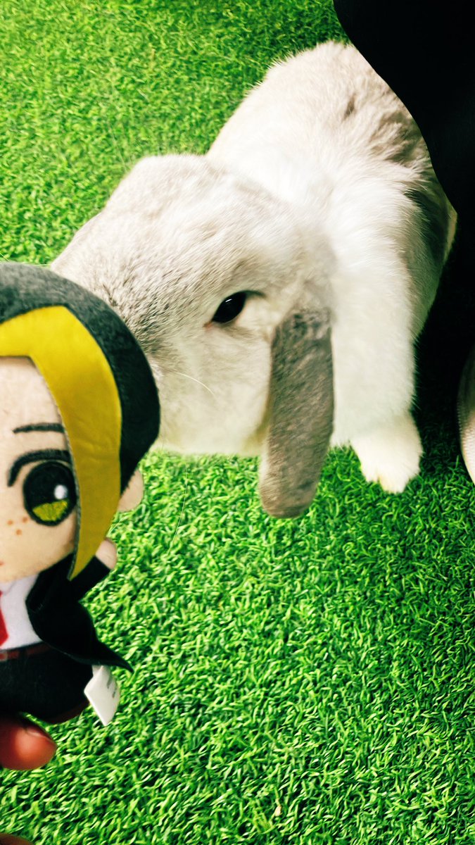 馬だよ🐬くんウサギだよ兄さま☔️