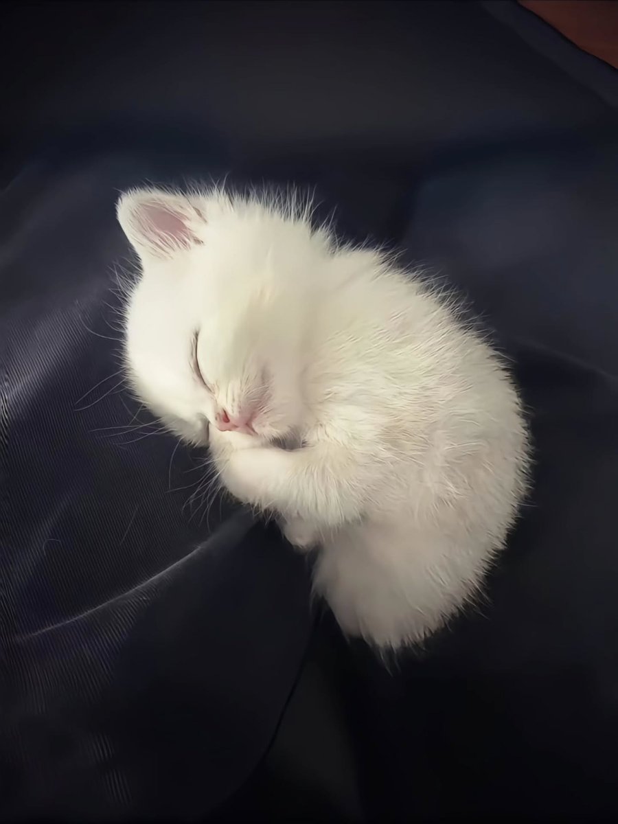 Shop very very cute cats Top Sale, image size:900x1200