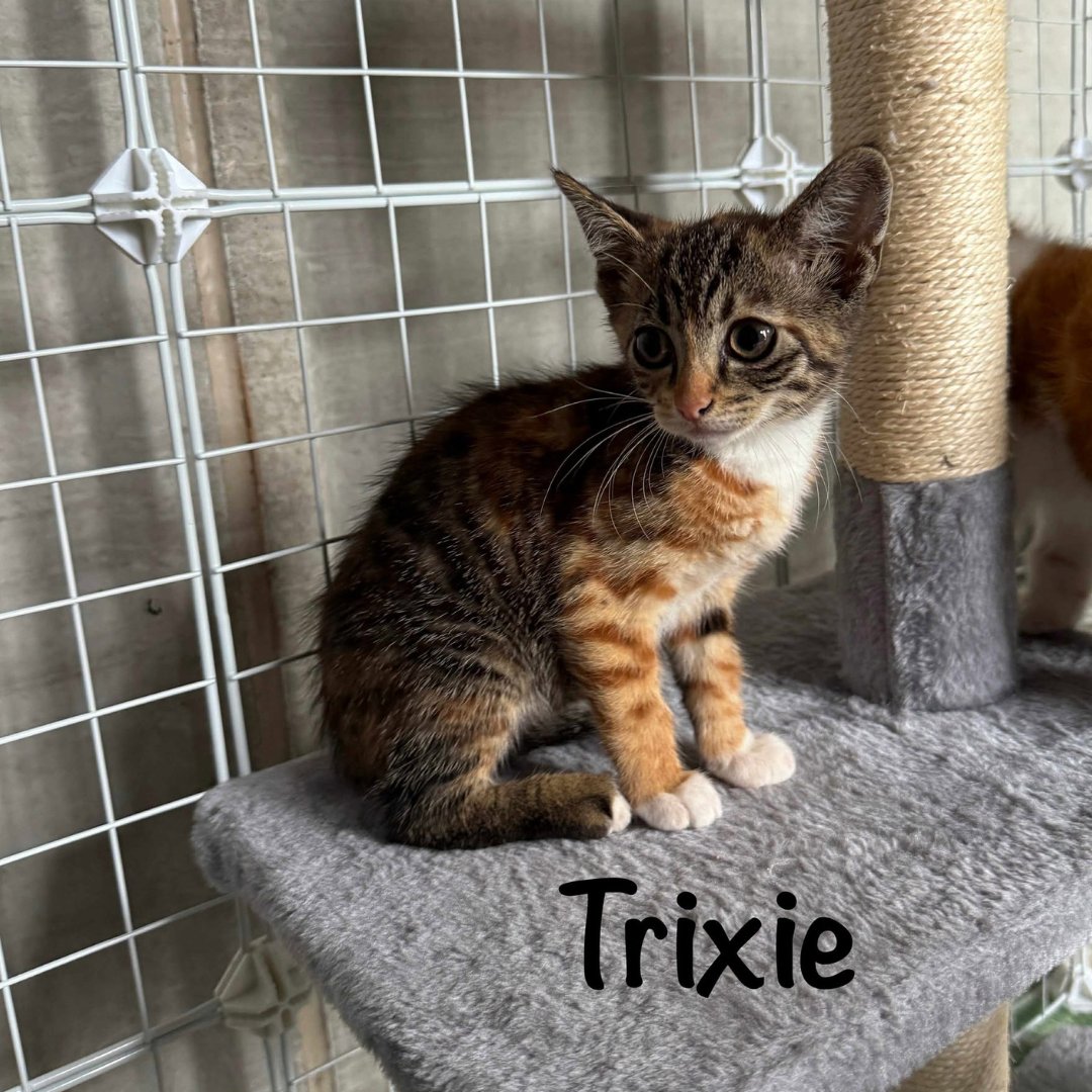 petsfdtnuk's tweet image. 💚 70 lives changed. 11 kittens adopted.

Thanks to our £8,900 grant, @bandofrescuers gave essential care to animals in need—and every single one now has a loving home! 🏡

#PetsFoundation #GrantImpact #MakingADifference