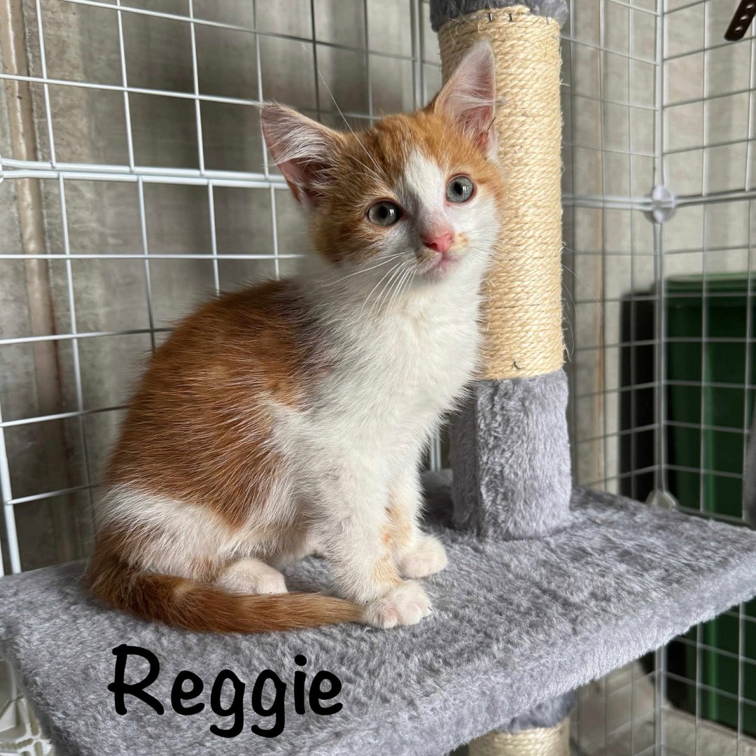 petsfdtnuk's tweet image. 💚 70 lives changed. 11 kittens adopted.

Thanks to our £8,900 grant, @bandofrescuers gave essential care to animals in need—and every single one now has a loving home! 🏡

#PetsFoundation #GrantImpact #MakingADifference