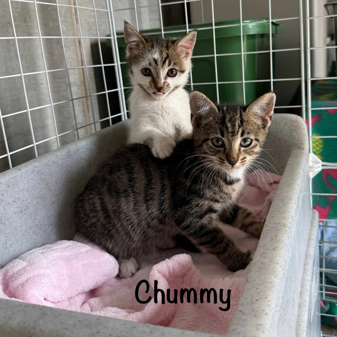 petsfdtnuk's tweet image. 💚 70 lives changed. 11 kittens adopted.

Thanks to our £8,900 grant, @bandofrescuers gave essential care to animals in need—and every single one now has a loving home! 🏡

#PetsFoundation #GrantImpact #MakingADifference