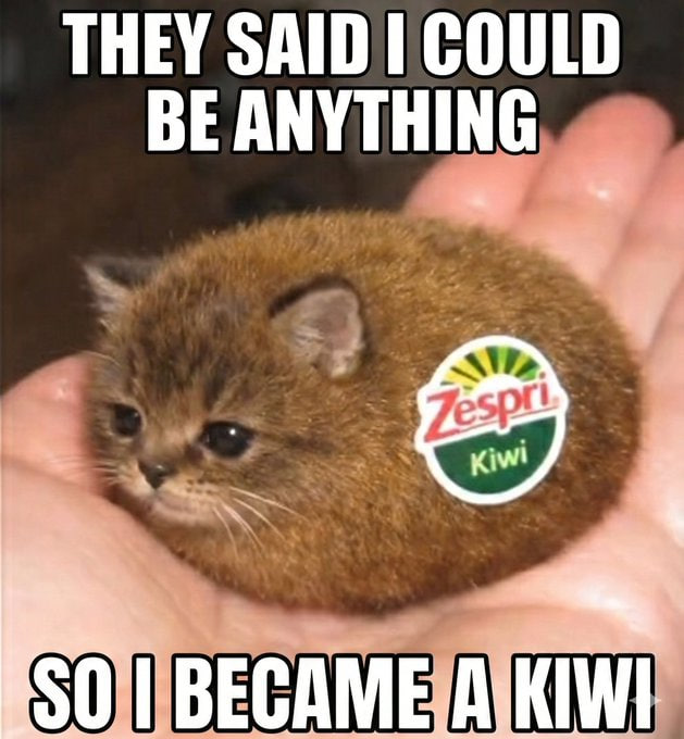 0xSacramosa's tweet photo. kiwillions https://t.co/CO7qdcW9dU