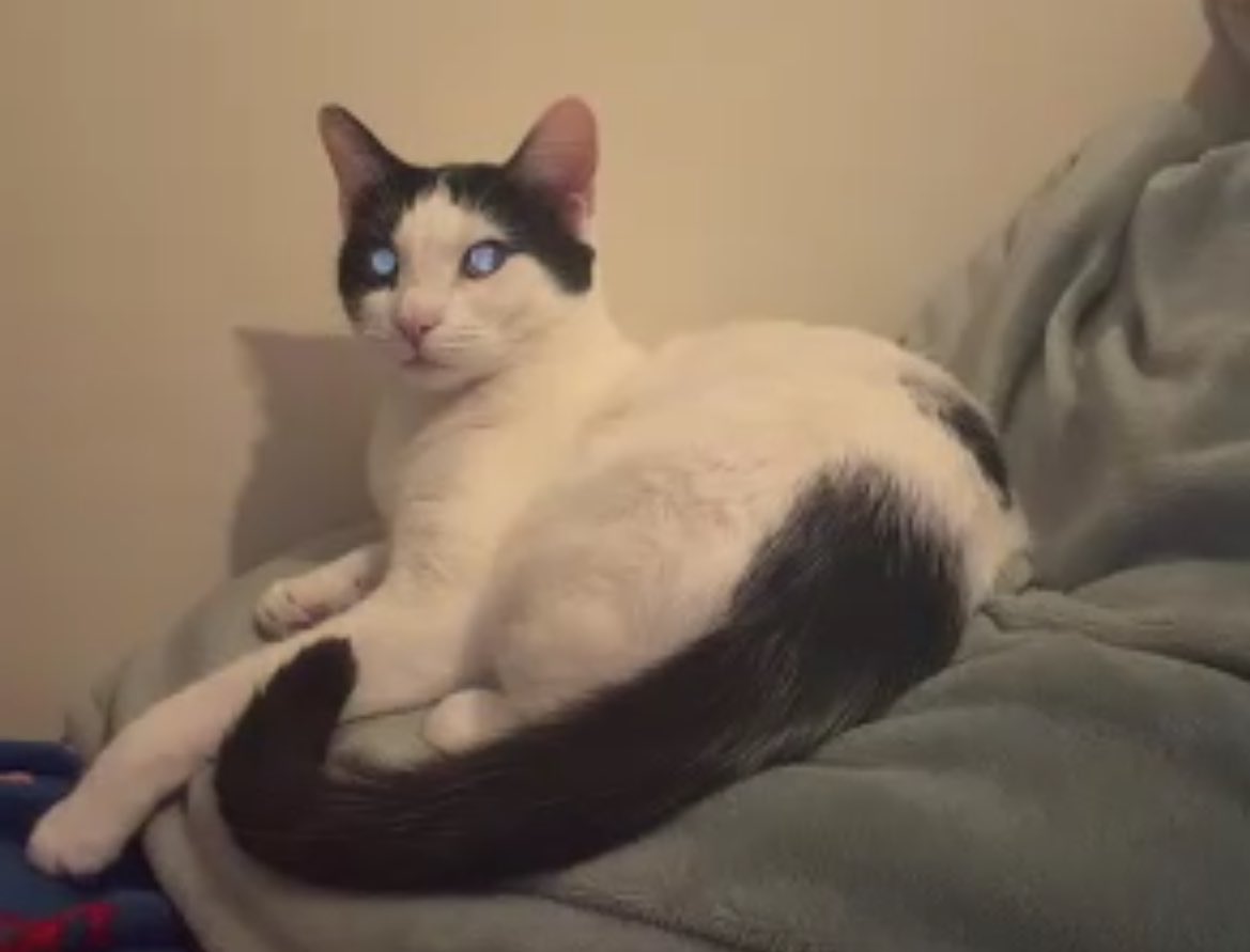 probablywrites's tweet image. Is
Is my cat okay