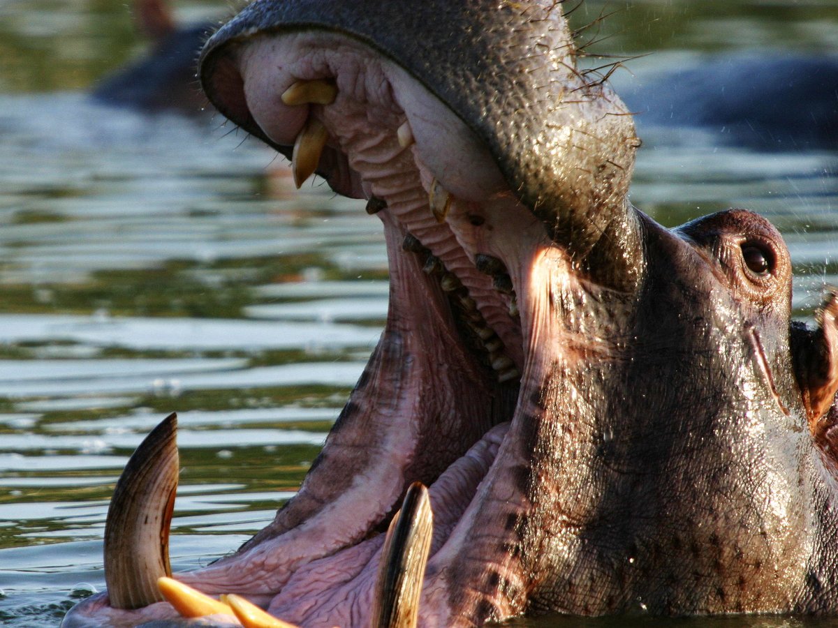 Our Uganda tours are  among the best for wildlife viewing. I took this shot of a hippo's Big  Mouth at close range when near the Murchison falls