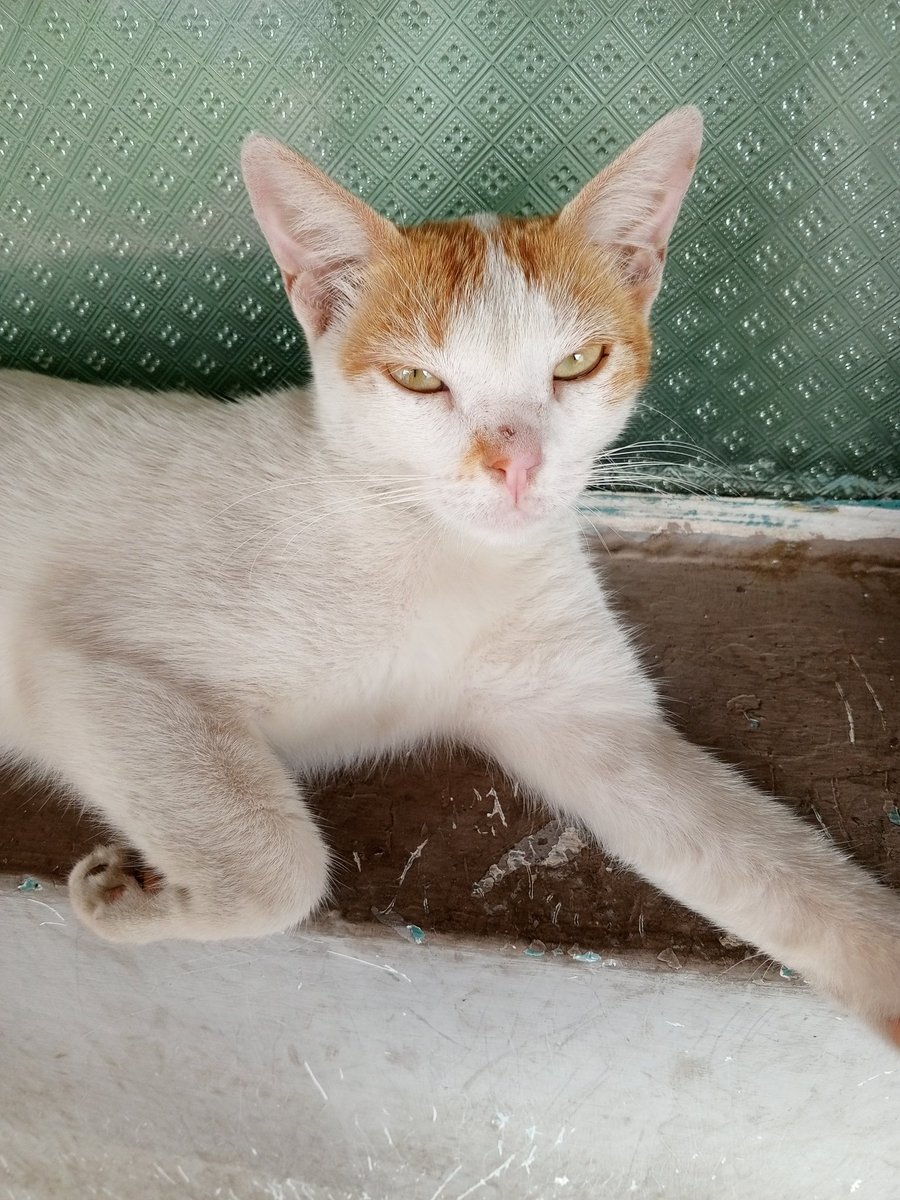 doralismadera's tweet photo. Ellos no saben de deudas. Ellos solo saben que aquí tienen alimento y agua limpia. Sin la ayuda 🆘 de ustedes no sería posible. 
Quien pueda colaborar 🙏, cualquier aporte nos ayuda.
RT RT 🙏 

Mercantil 0105
9.991.935
04161151348
Paypal doralismadera@gmail.com 

CATI🌻/ TIKI ⚓ https://t.co/mbNnNnlLnU