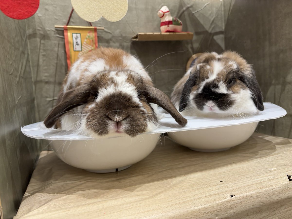 本日の卒業生🎓その②！
そっくりさん！？
先住うさちゃんとすぐに仲良くなれそう💕
おめでとう🎉
#うさぎのしっぽ　#うさぎのしっぽビナウォーク店　#うさぎのいる暮らし　#うさぎ好きさんと繋がりたい　#うさぎ専門店　#토끼　#兔子　#rabbit