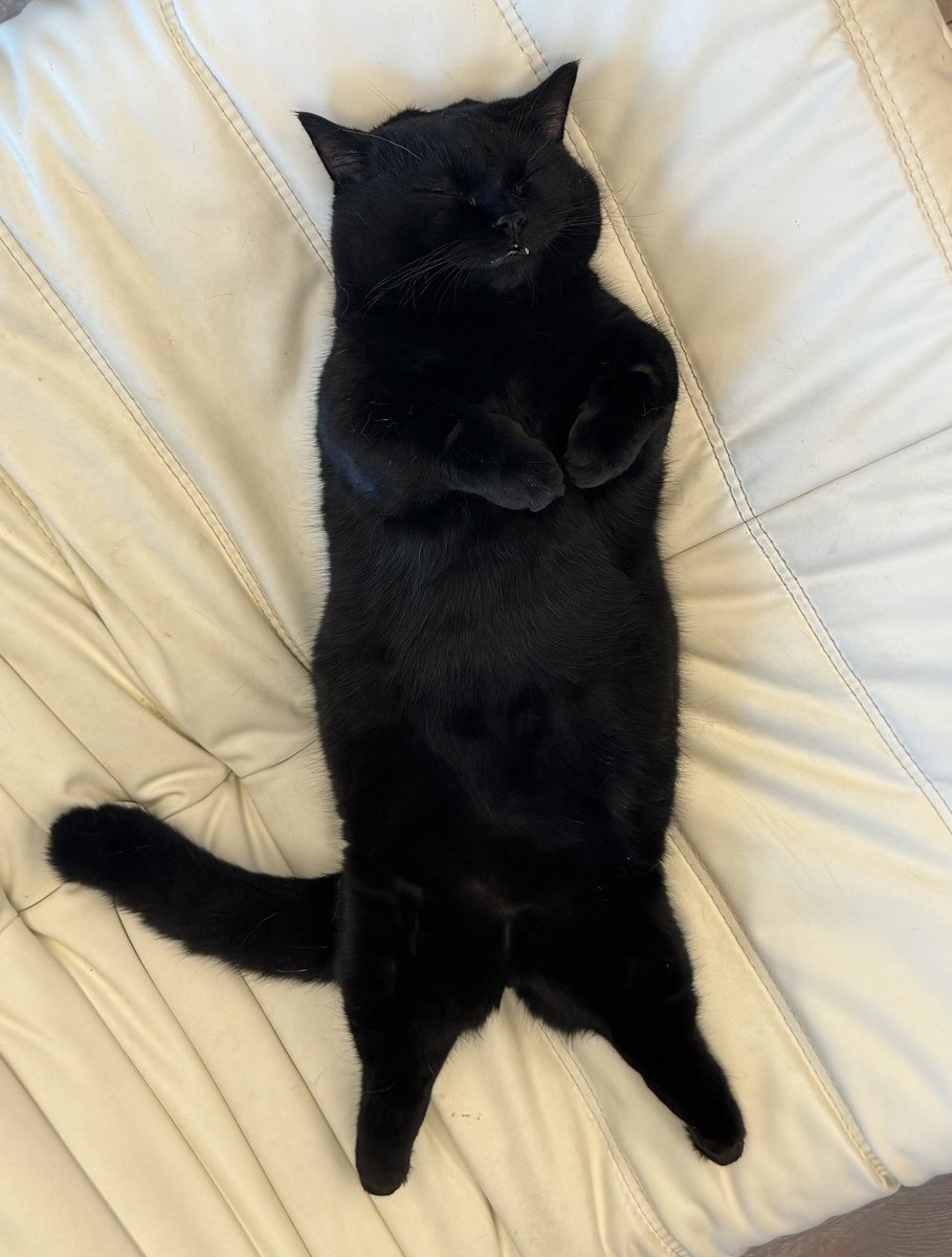 tmszhjh88's tweet image. The black cat sleeps very comfortably