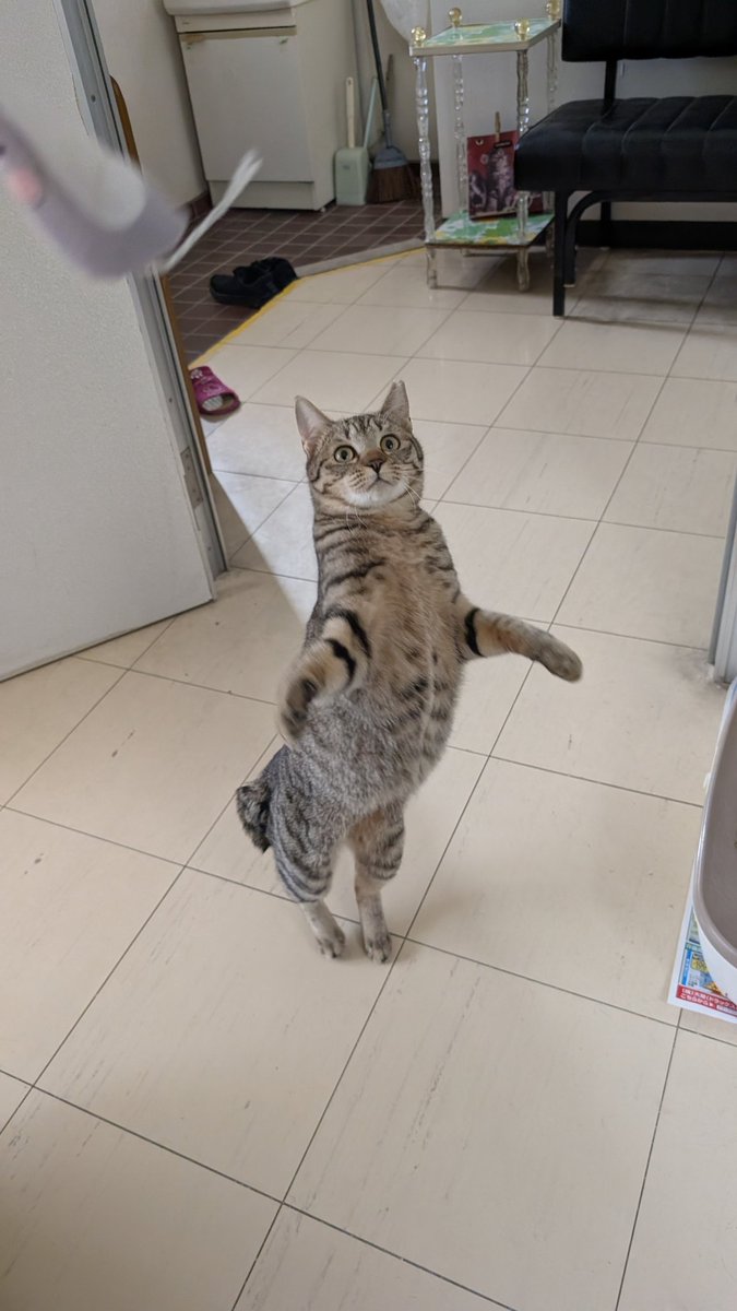 coffe733555's tweet photo. おやすみのニャー🐱 #猫 #俳句 #短歌
[初詣 神には言えぬ願い事]

[胸に秘め願うくらいは許してと泣かぬようにと すがるようにと]

遊んでくれて2匹ともちょっと元気になった気が☺
まだ仲良しだったカズちゃんは鳴いてるけど昨日よりはˆ ̳> ̫ < ̳ˆ👍🏻♡
おやすみなさい(^_ _)zzZ🍊 https://t.co/pkxfco9ODD