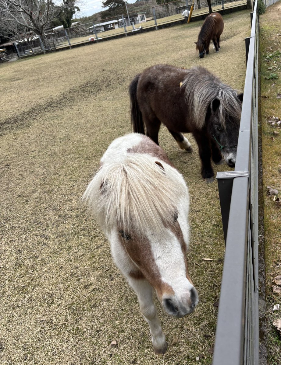 たぶんmitsu tweet media