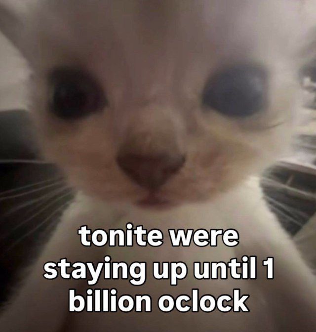 equine__dentist's tweet image. 