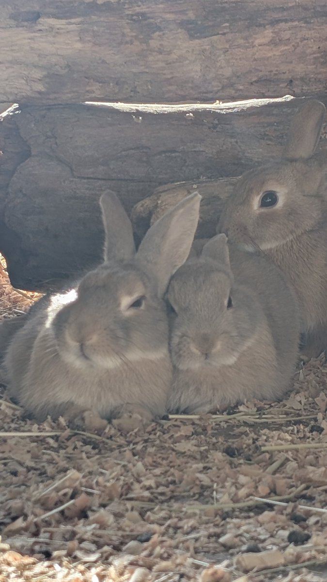 doubutsutominna's tweet image. 仲良し♡アラカシ&amp;amp;シラカシ
#カイウサギ