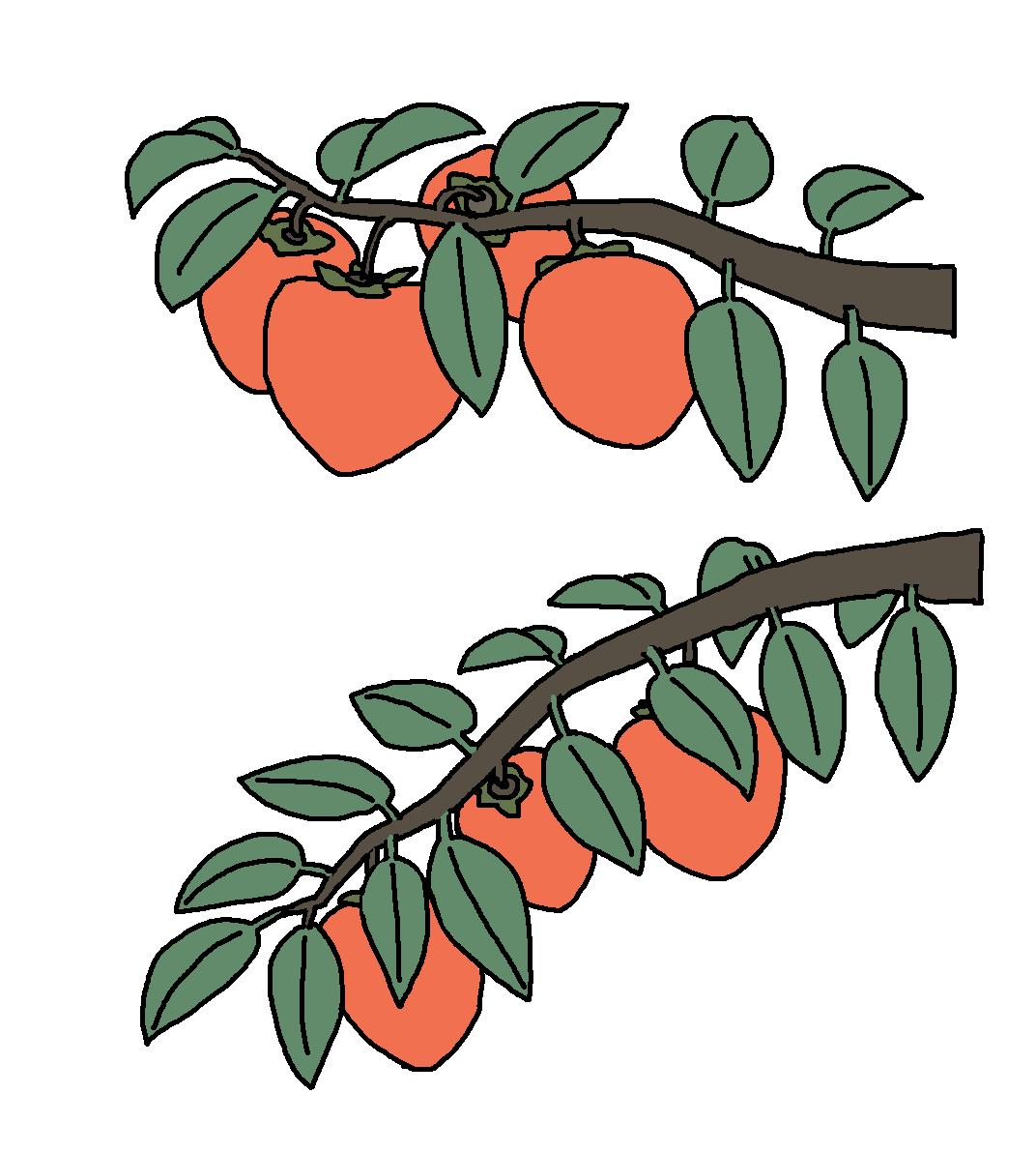 예전에 감 그리는 걸 연습했던 그림입니다. 자연물은 그 미묘하게 방향이 틀어진 걸 표현해 줘야 그럴싸해 지죠. 그런데 그게 너무 어렵죠  🤤, image size:1072x1192