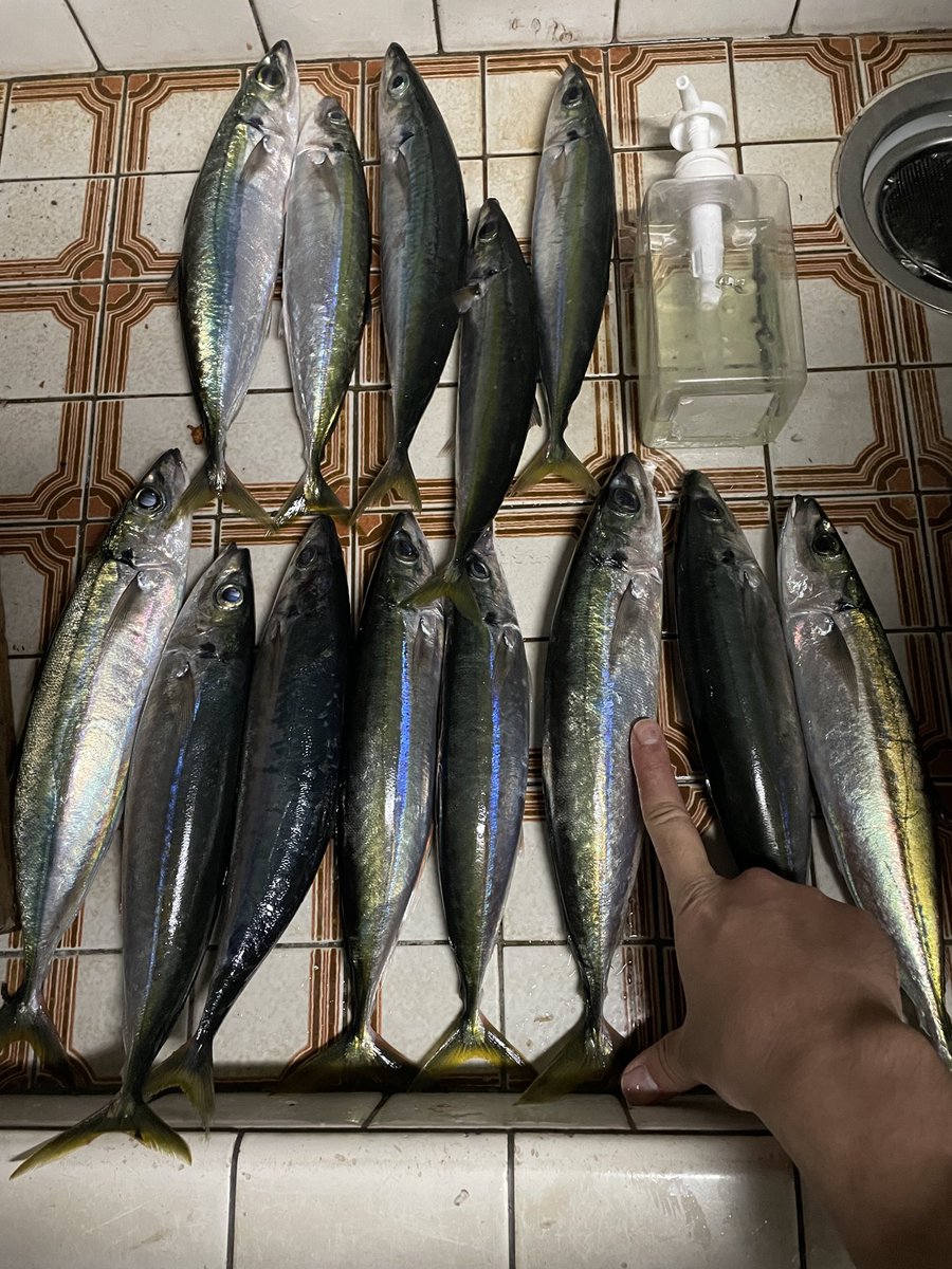 蟹丸 バルドトトルの蟹丸 (@gajajoku) / Posts and Replies / X