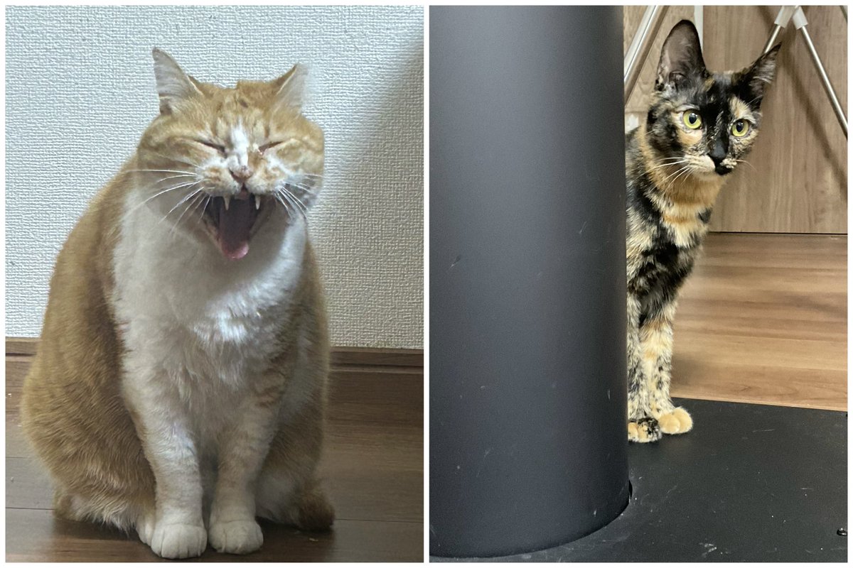 KWMT_n's tweet photo. それぞれのお正月🎍
本日のニャルソック担当はきなことパナ子。パナ子は真剣ですが、きなこはリラックスして大あくび。他の５匹はストーブ前で寝正月してます。 https://t.co/NLaHDCLUH2