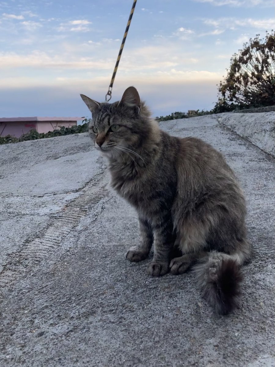 夕方の様子 ほんのりとオレンジ色に染まる空を背に、集まってくれた