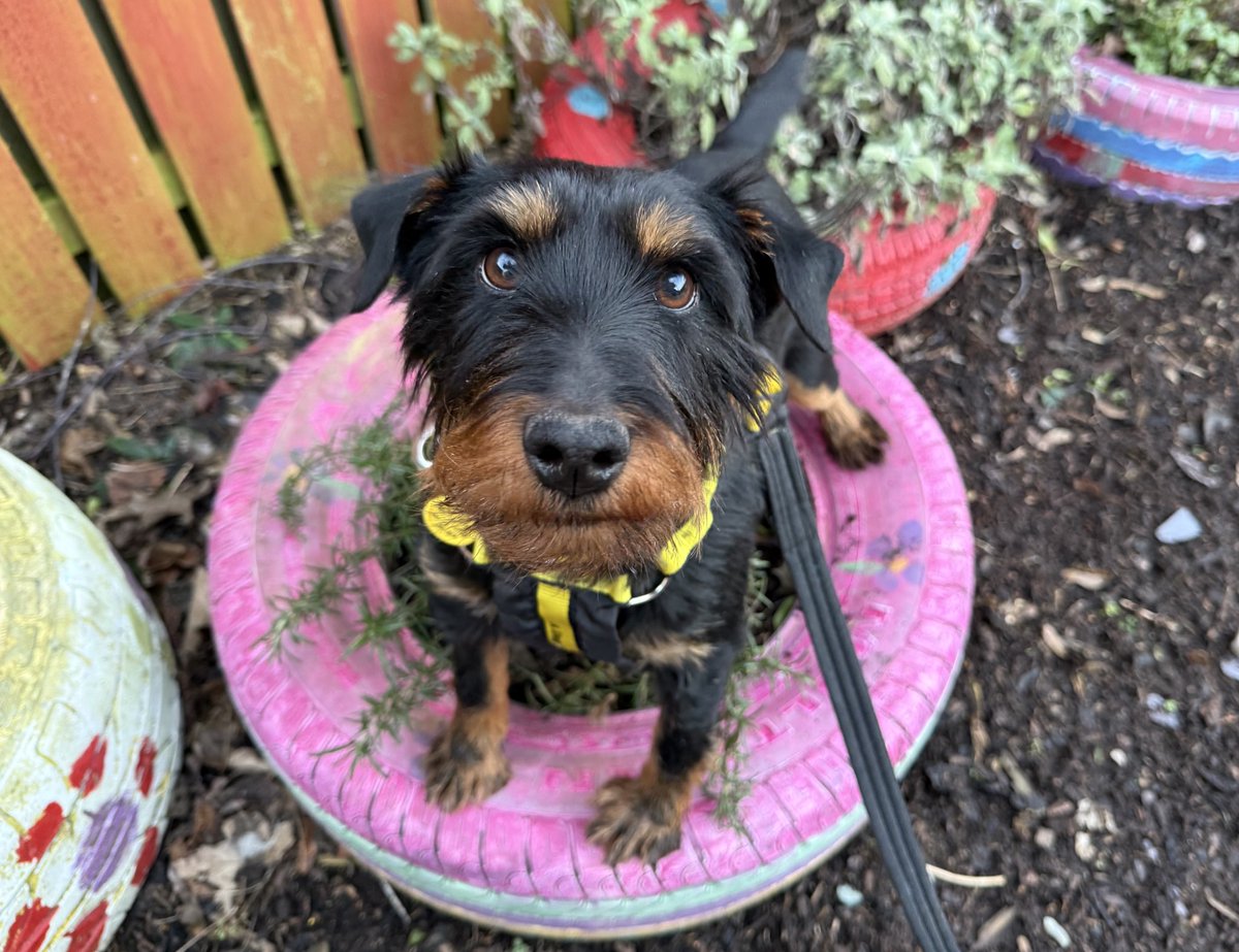 Bella would like you all to know that she is the prettiest flower in the patch! 🤪🌸

Bella is a very sweet girl who has a lot of potential after a rough start in life. She can be reactive to other dogs so is looking to be the only pet in the home at the moment 🐕💛