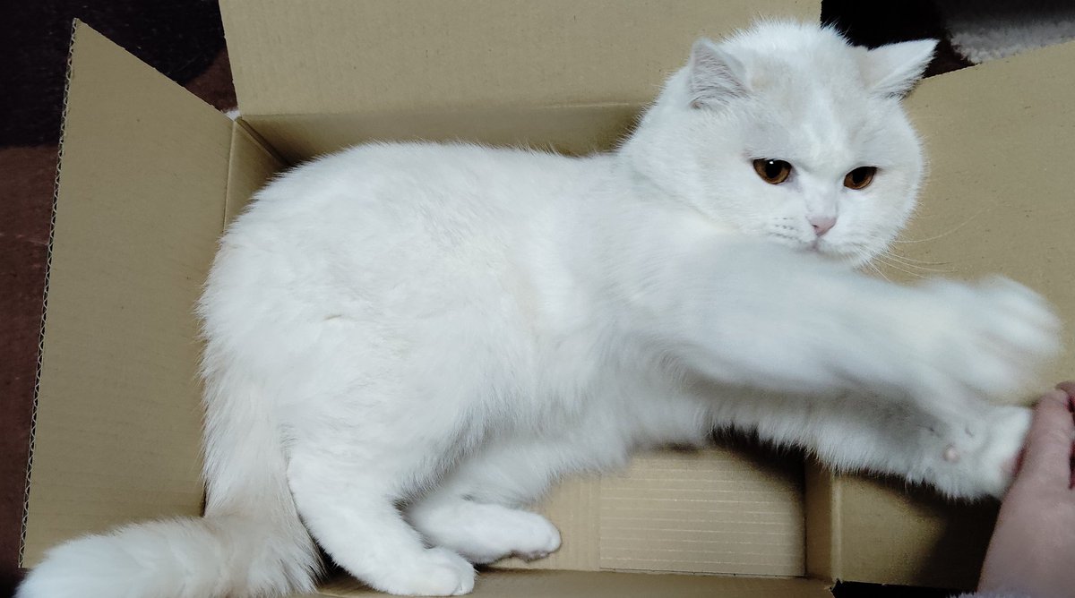 福ちゃん (@fukuchanwhite) / Posts / X