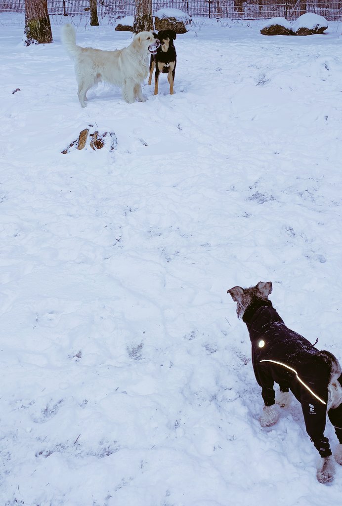 Tänään oltiin puistoilemassa, kiva painia kun tulee lunta ❄️❄️☃️