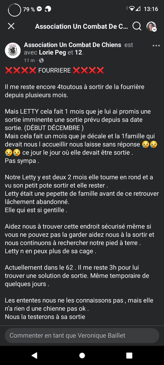 20320Vero's tweet image. SOS Aujourd'hui ⚠️⚠️⚠️ pour Letty en fourrière dans le Pas de Calais ⚠️⚠️⚠️ Recherche famille pour la sortir même si c'est pour une courte durée. Il faut lui sauver la vie ⚠️⚠️⚠️ Asso Combat de Chiens 06 95 16 60 49