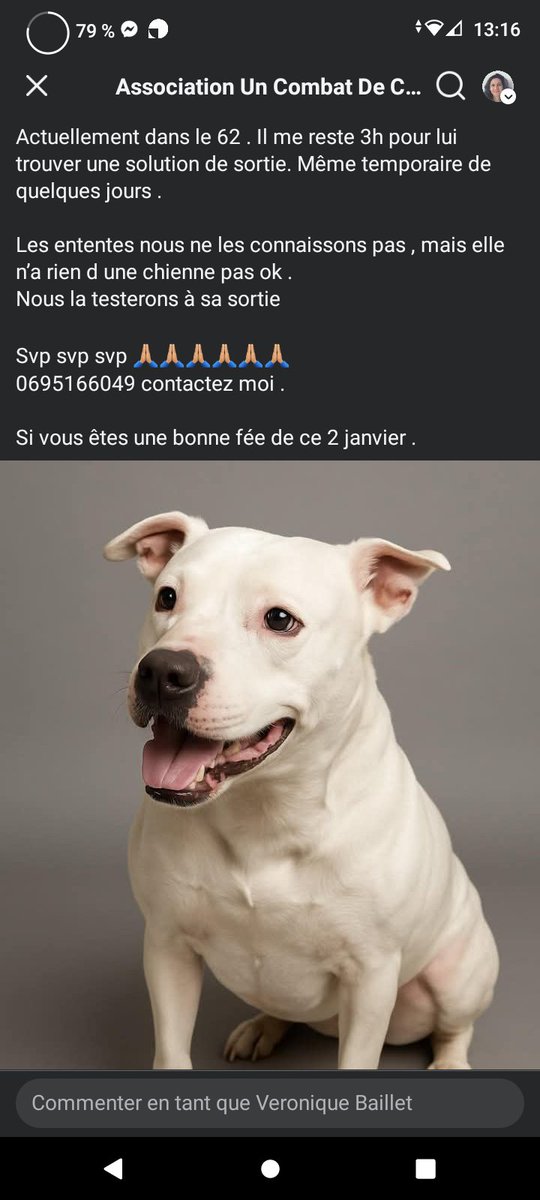20320Vero's tweet image. SOS Aujourd'hui ⚠️⚠️⚠️ pour Letty en fourrière dans le Pas de Calais ⚠️⚠️⚠️ Recherche famille pour la sortir même si c'est pour une courte durée. Il faut lui sauver la vie ⚠️⚠️⚠️ Asso Combat de Chiens 06 95 16 60 49