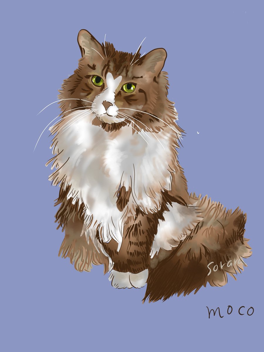 umi_marine's tweet photo. 愛猫。サイベリアンのもこ。
#猫　#ねこ　#cat #ねこイラスト  #サイベリアン #猫好きさんと繋がりたい  #イラスト好きな人と繋がりたい  #かわいい https://t.co/tQOTKa7L04