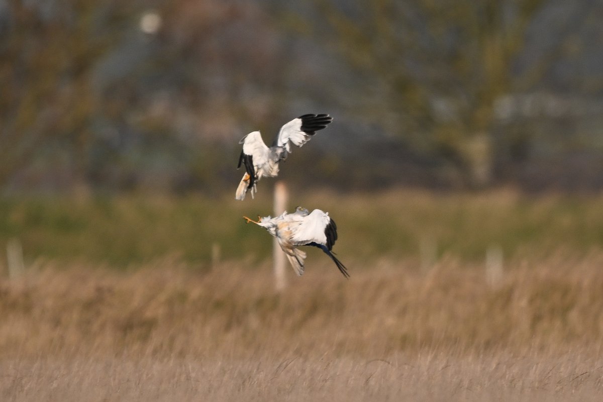 9stan's tweet image. The interactions between the hen harriers and other birds on the Humber has been interesting (photos on the blog) martin-standley.squarespace.com/blog
A few photos below of a skirmish between 2 males.