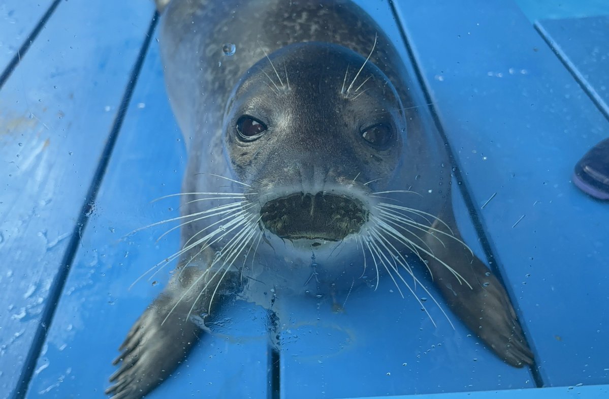 nec0n0my's tweet image. ﾌｸﾈﾁｬにお年玉いただきました💋

福音　ゴマフアザラシ
伊勢シーパラダイス