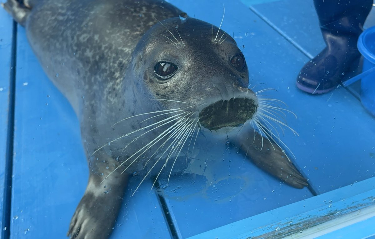 nec0n0my's tweet image. ﾌｸﾈﾁｬにお年玉いただきました💋

福音　ゴマフアザラシ
伊勢シーパラダイス