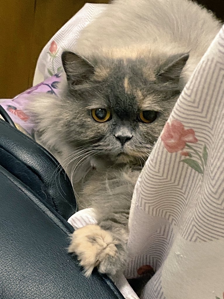 Pちゃん (@pchan_ny3) / Posts / X