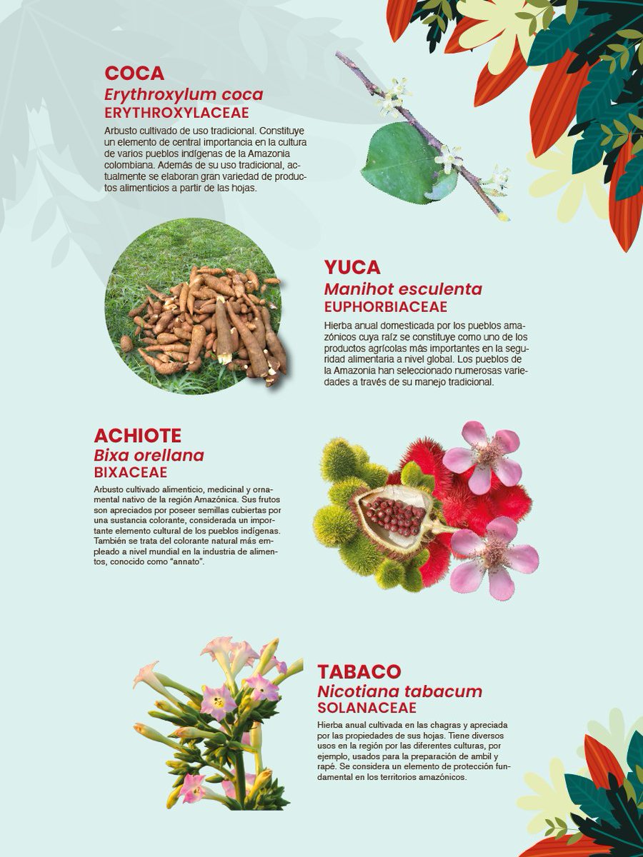 ✨🌿Damos la bienvenida al #2026 y te invitamos a conocer las especies que resguarda el Herbario Amazónico, un espacio donde la ciencia, la biodiversidad y el conocimiento se encuentran para proteger y comprender nuestra Amazonia. 🍃🔬

Cada espécimen cuenta una historia sobre