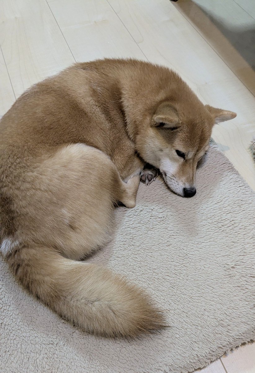 柴犬 #豆柴 今年も1年