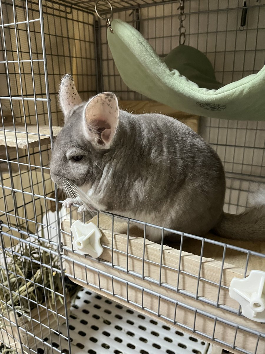 hachine🐭💚 (@hachihachi8282) / Posts / X