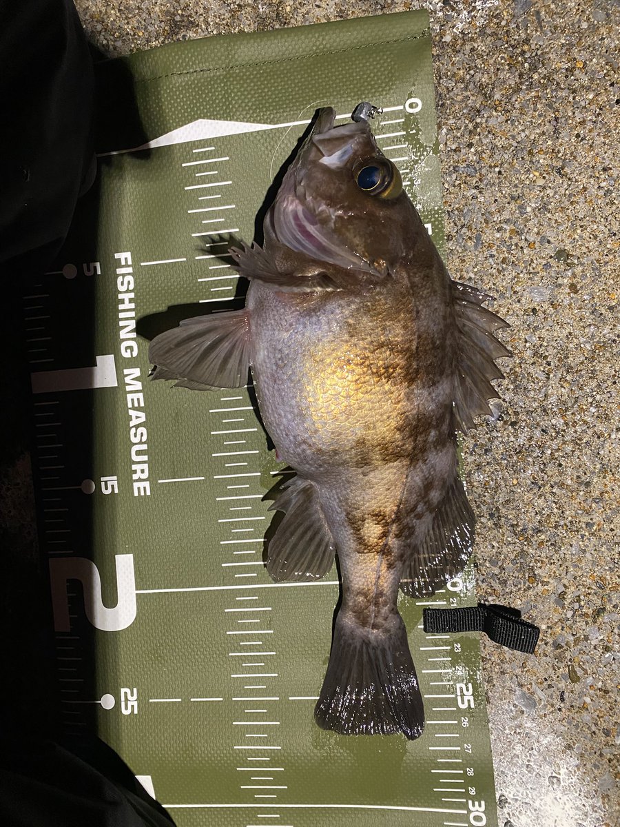 NAOKI_SW's tweet photo. 2025釣り納めも出来なかったまま😭
2026釣り始め😅30匹🎣今日はメバル､マゾイ､エゾメバル全てリリース😄

今年もよろしくお願いします😊 https://t.co/9dAJuP9na9