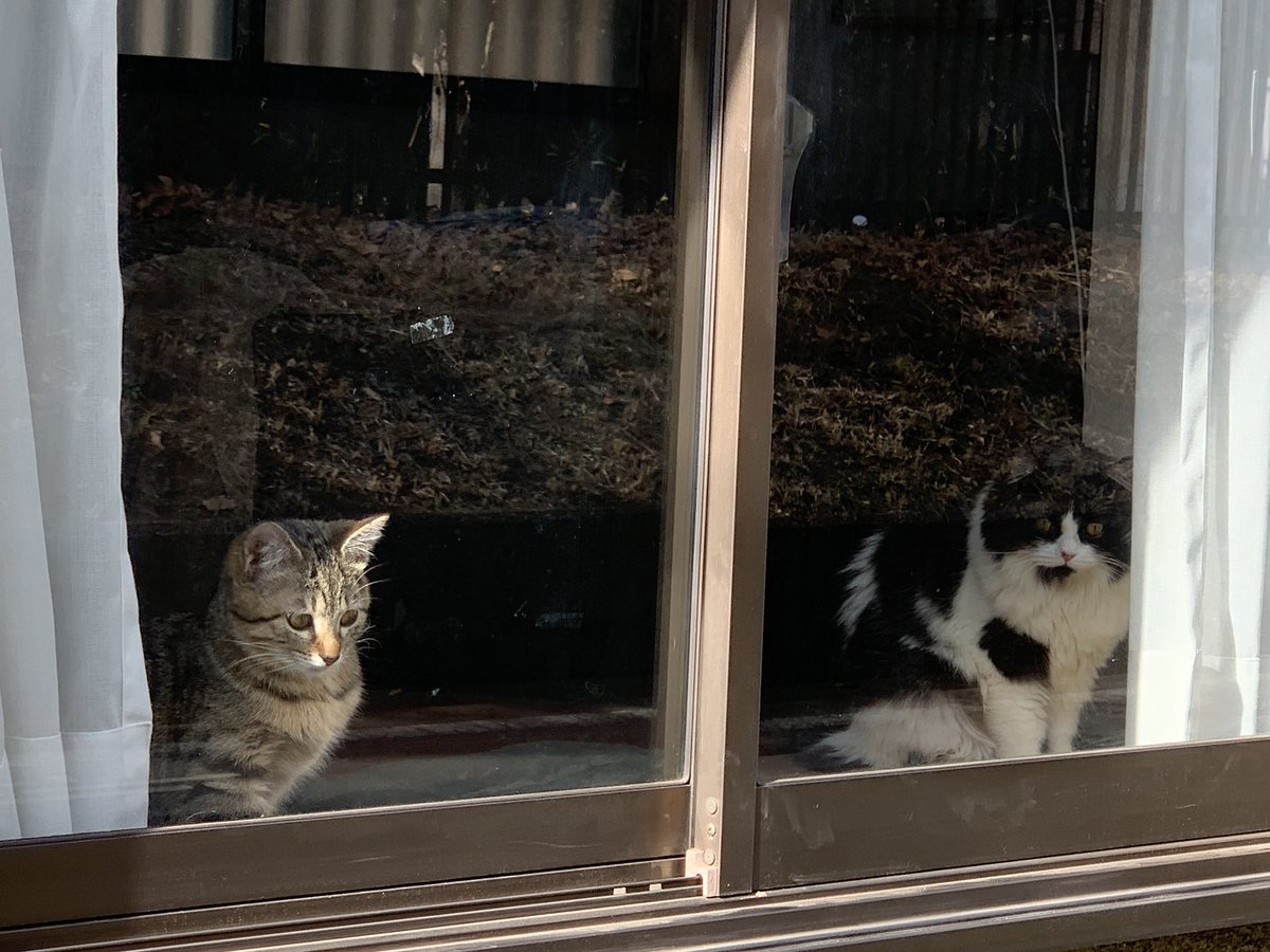 2026.1.2 帰りには久々の #窓ネコ ちゃんに遭遇 新人 #ネコ ちゃんは