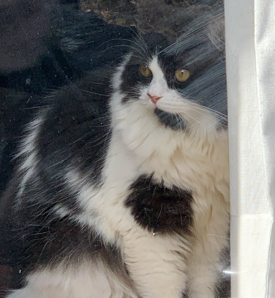 2026.1.2 帰りには久々の #窓ネコ ちゃんに遭遇 新人 #ネコ ちゃんは