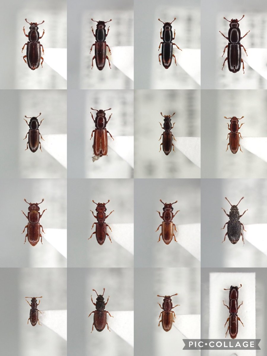 ネスイ。今年は3種増やしたい。