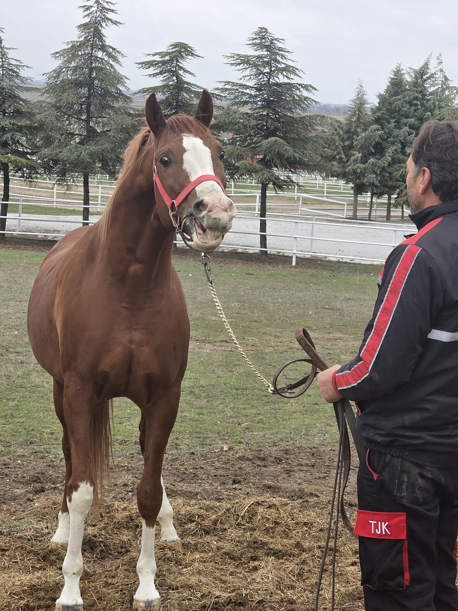Şampiyon aygırımız AKATAHAN'a 100.Başvuruyu; GRUP-1 ANNELER GÜNÜ KOŞUSU dahil sayısız 1.liği bulunan Şampiyon Kısraklarımızdan FALEZ ile yapan Efsane Ekürilerimizden TJK Genel Sekreteri Sn.Gülnur GÜLERCE  Hanımefendiye şükranlarımı sunuyorum...