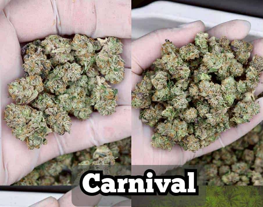 OrderHigh1's tweet image. ส่งเดลิเวอลี่ กทม พระราม2  “Pick-up and delivery available in Bangkok (Rama 2 area)  สอบถาม Contact : lin.ee/mHoxshY

#กัญชานนทบุรี #กัญชาบางแค #กัญชาบางบอน #กัญชาสาย2 #กัญชาจอมทอง #กัญชาหนองแขม #กัญชาฝั่งธน #กัญชาวงเวียนใหญ่ #กัญชาอิสรภาพ #กัญชาสำเพ็ง #กัญชาดาวคะนอง