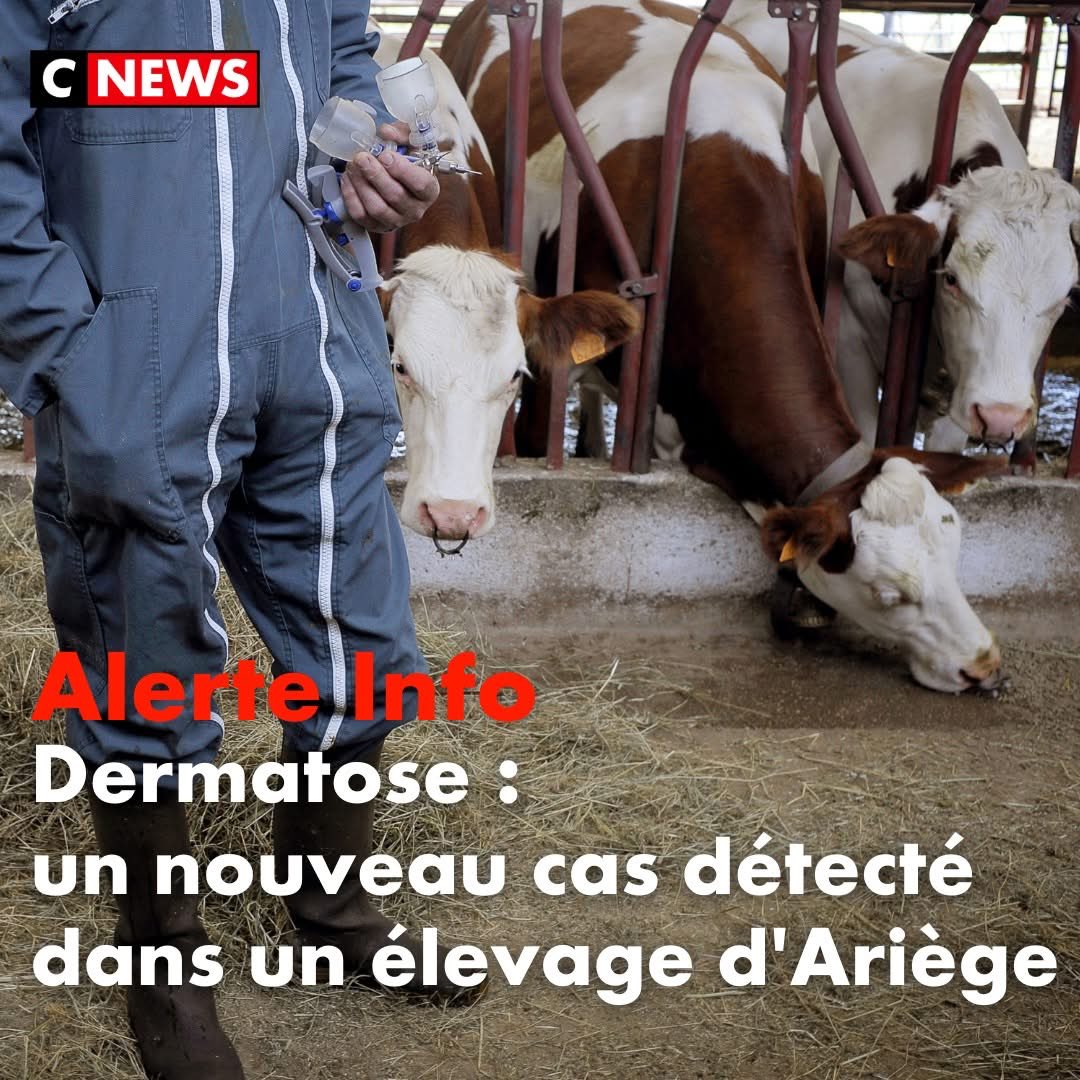 MissPeelEmma's tweet image. Les bovins avaient été vacciné le 12 décembre, la maladie ce déclare toujours 3 semaines après, c'est entièrement voulu, c'est d'ailleurs la vaccination qui leurs apporte la dermatose pour ensuite faire l'abattage 😠