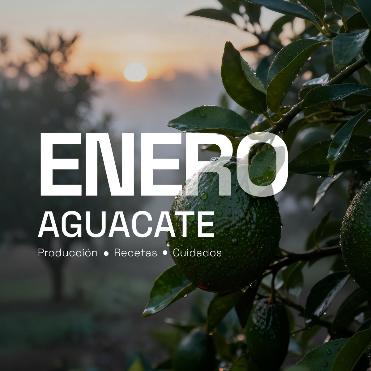 spag_es's tweet photo. 🥑 Enero es tiempo de aguacate
Un mes clave para su producción, cuidado y disfrute en su mejor momento.

Producción · Recetas · Cuidados
Porque cada cultivo tiene su temporada. https://t.co/NRx3N03UWq