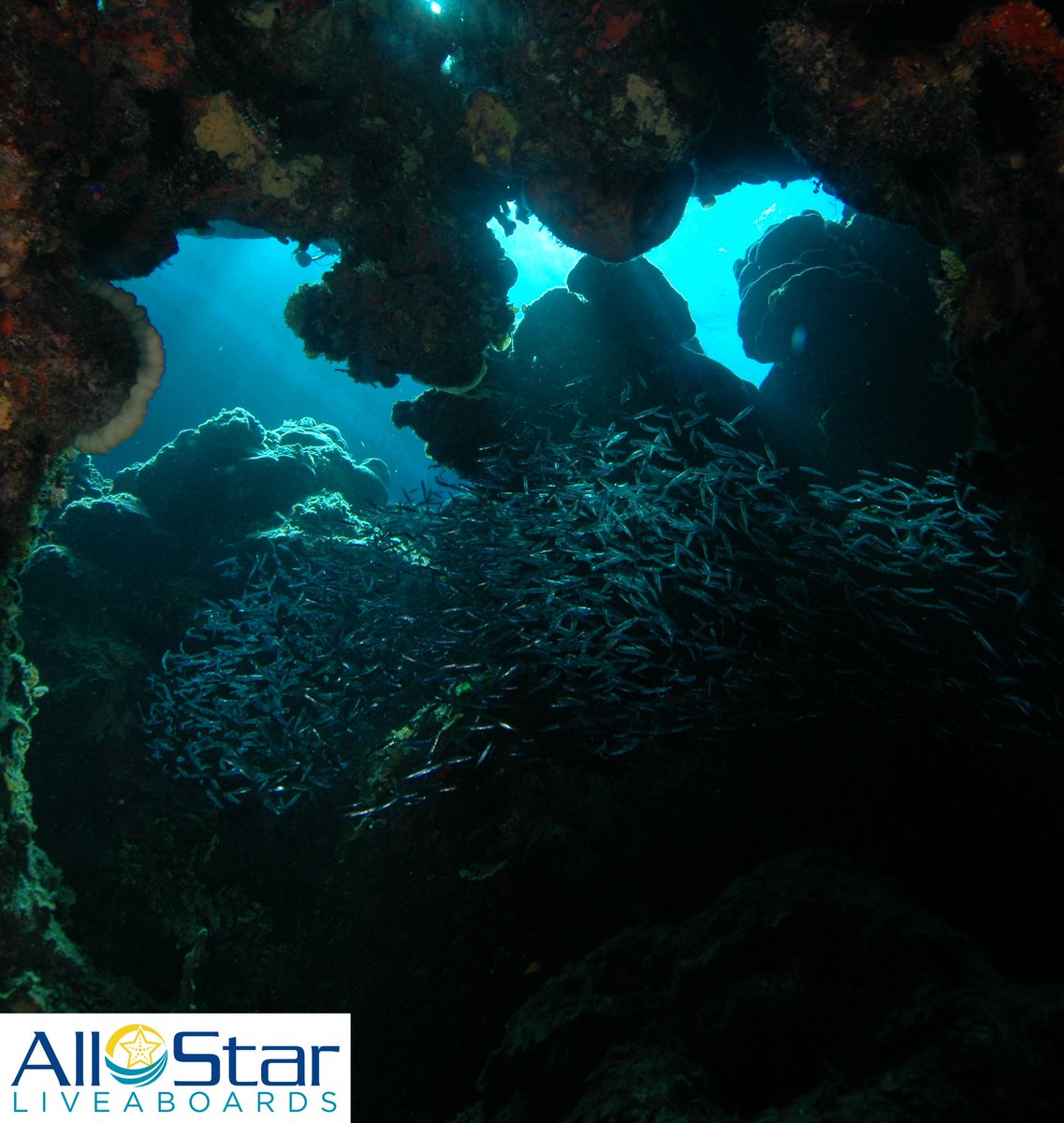 DiveASL's tweet image. Creature Feature Friday!!! 🤍💙🤍 Glassfish

Often found in schools in caverns or dark crevasses in the reef, schools are always a highlight to see. Divers bubbles can cause them to move out of formation, regrouping as soon as the bubbles pass.
#allstarliveaboards #glassfish