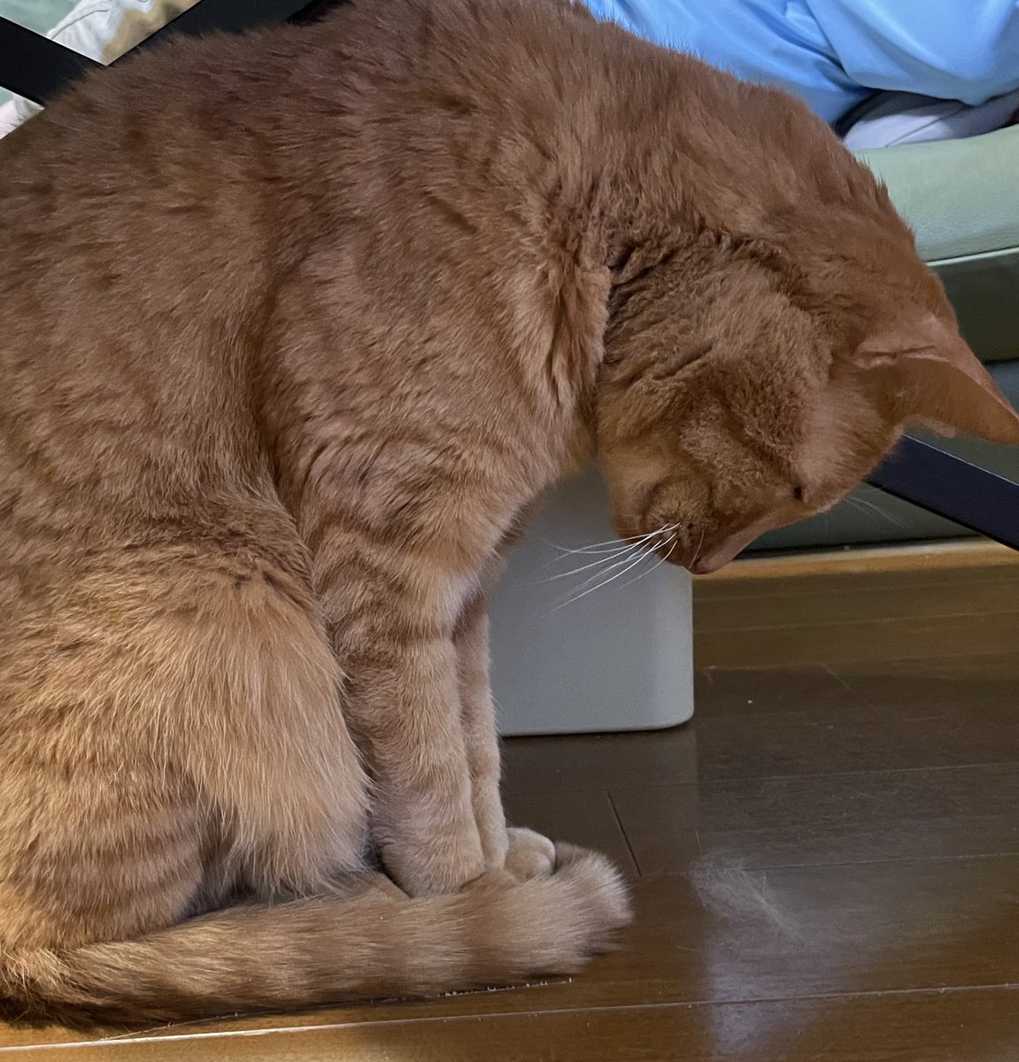 さとうみ tweet media